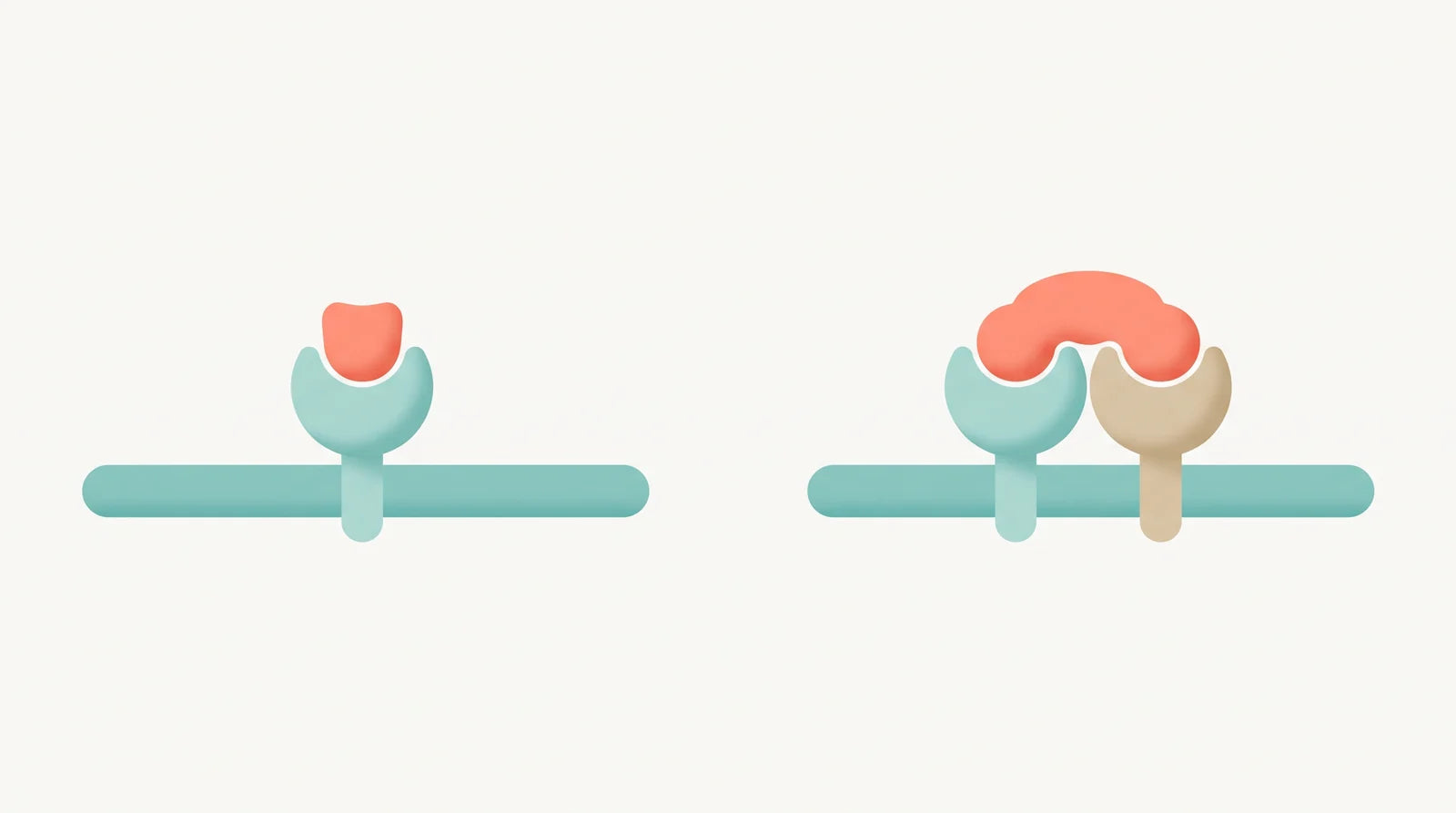 Illustration of a small shape docking into a single receptor next to a larger shape docking into two receptors at once, showing single versus dual receptor action