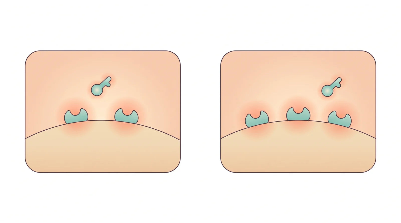 Illustration of two cell surfaces side by side, one with two lit receptors and one with three, each with a key-shaped molecule nearby